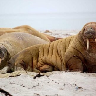 Aarviyona Triphala Churna